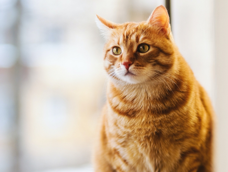 Fairfield Veterinary Hospital Policies