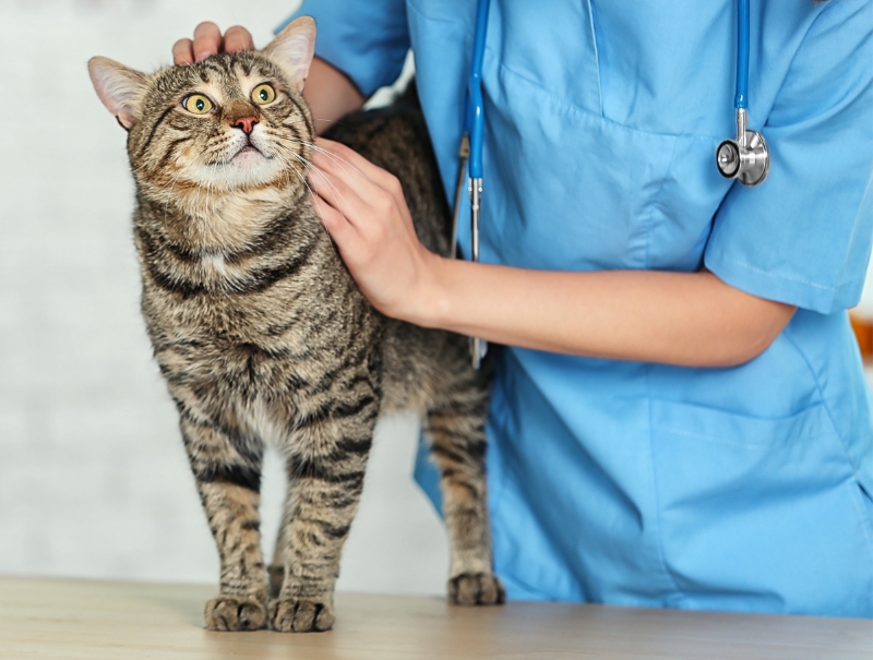 Veterinary Jobs in Fairfield