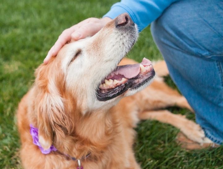Senior Pet Care
